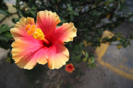Flower in Mexico