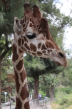 Guadalajara Zoo Giraffe