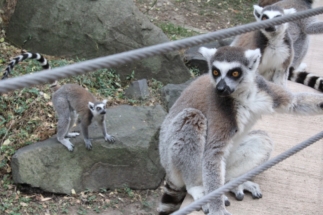 Guadalajara Zoo Monkeys